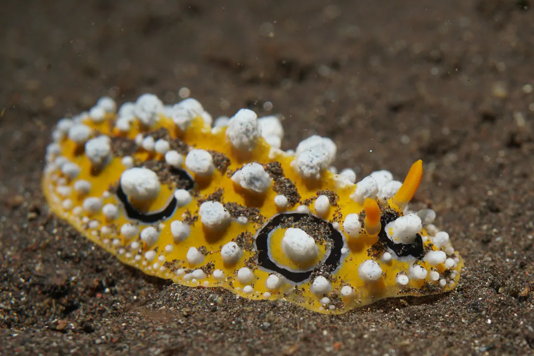 Ocellate Phyllidia