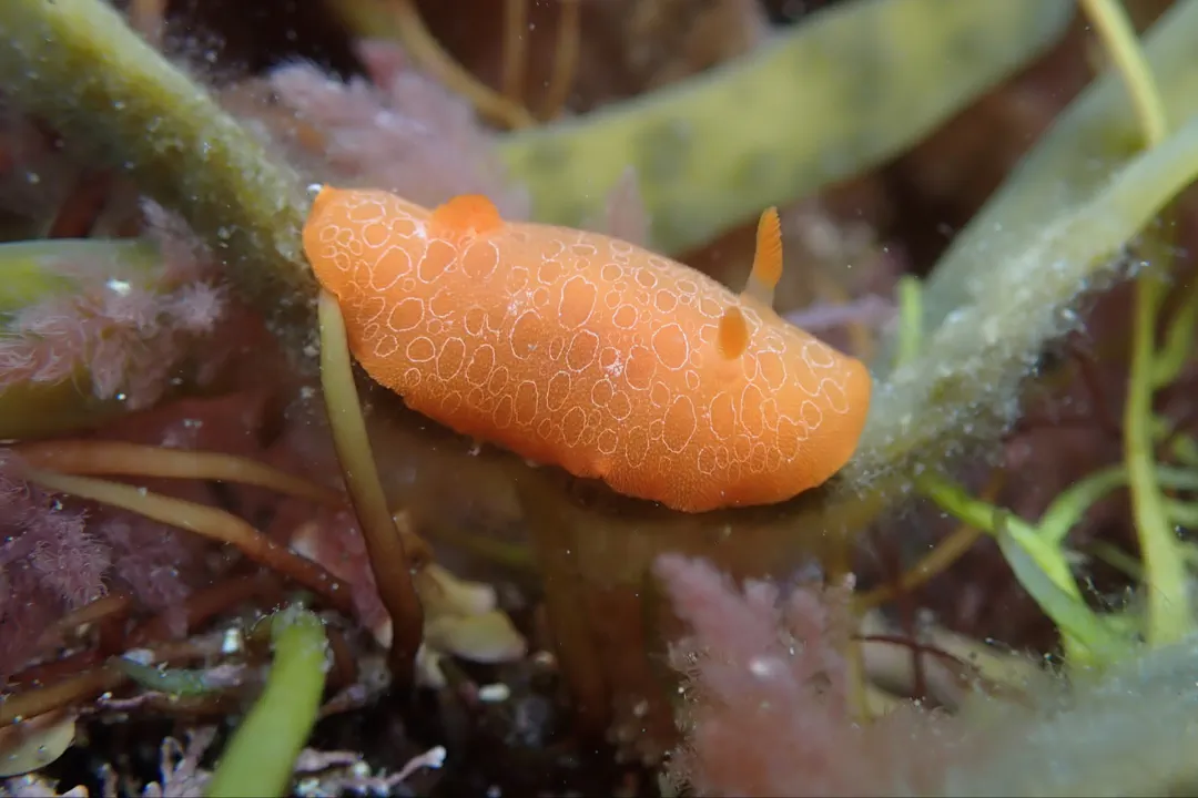 Orange Doris (Discodoris rosi)