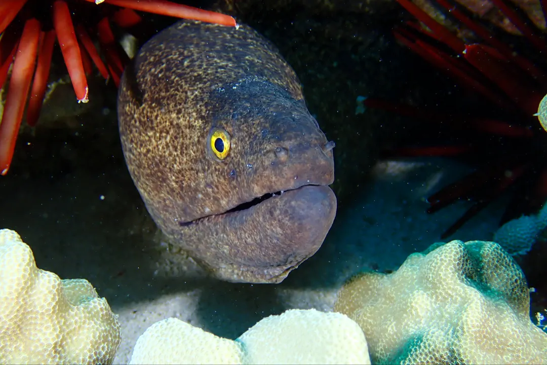 Yellowmargin Moray (Gymnothorax flavimarginatus)