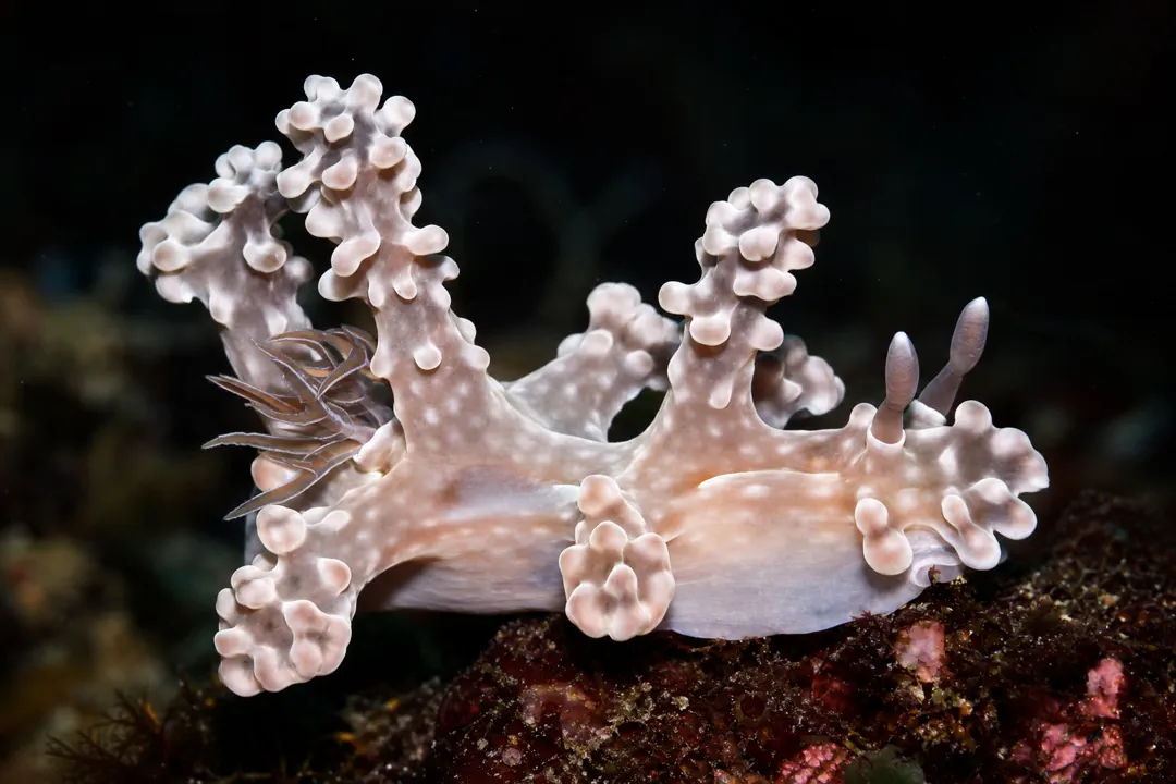Allen’s Ceratosoma