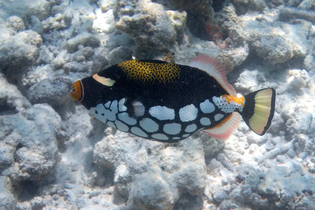Clown Triggerfish