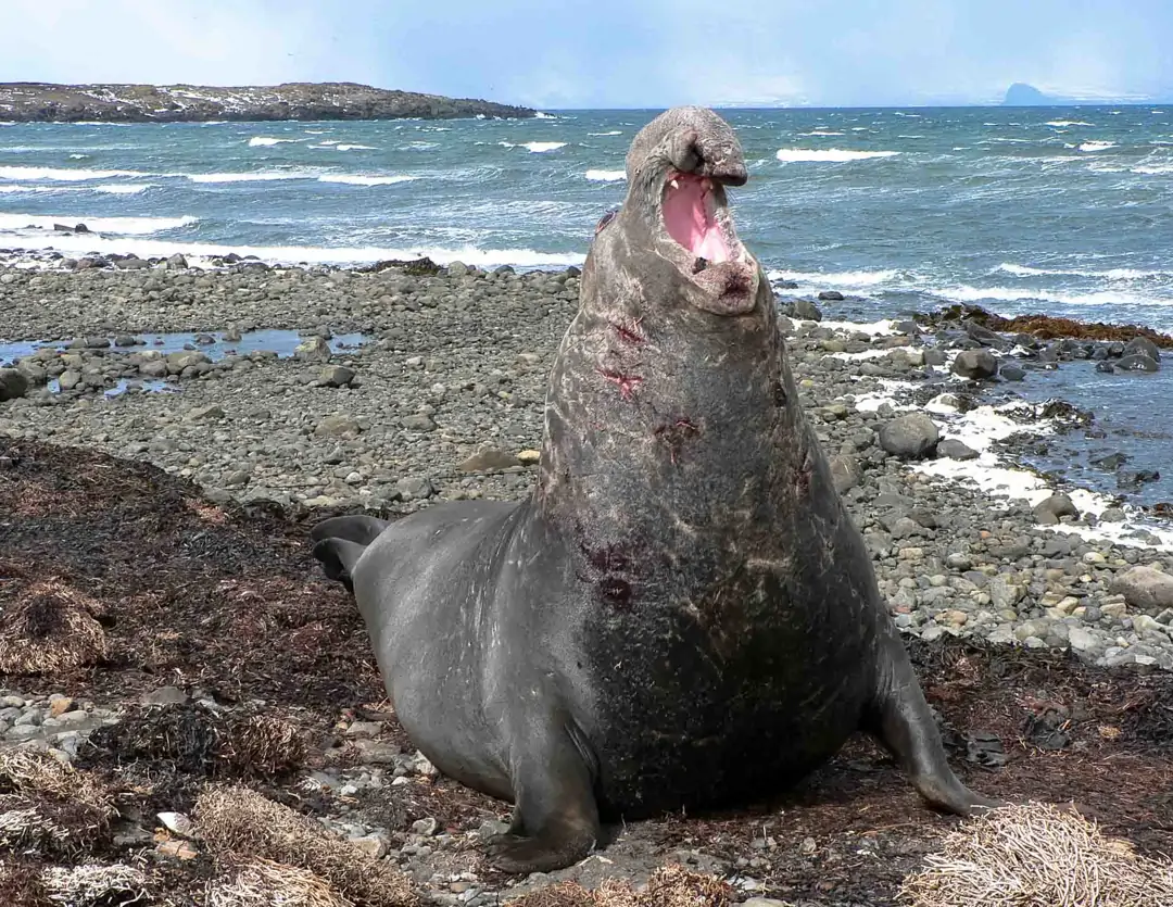 Seabook: Southern Elephant Seal