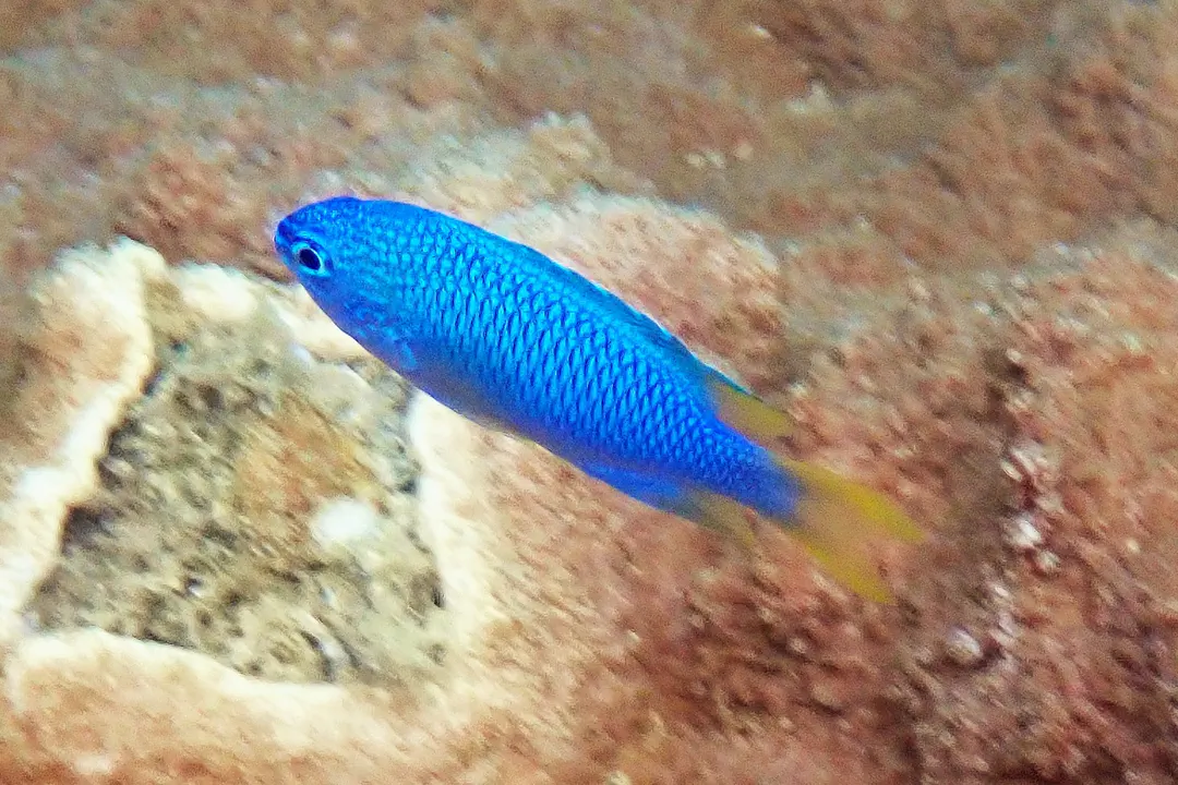 Peacock Damsel (Pomacentrus pavo)