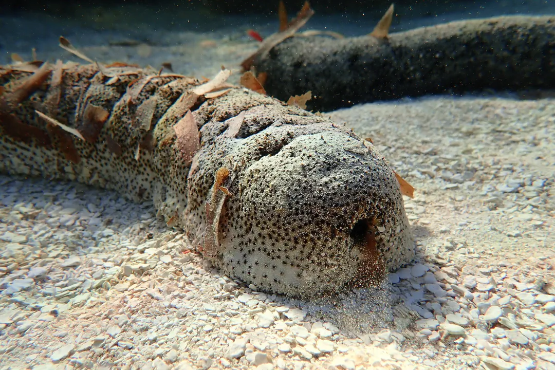 Elephant Trunkfish