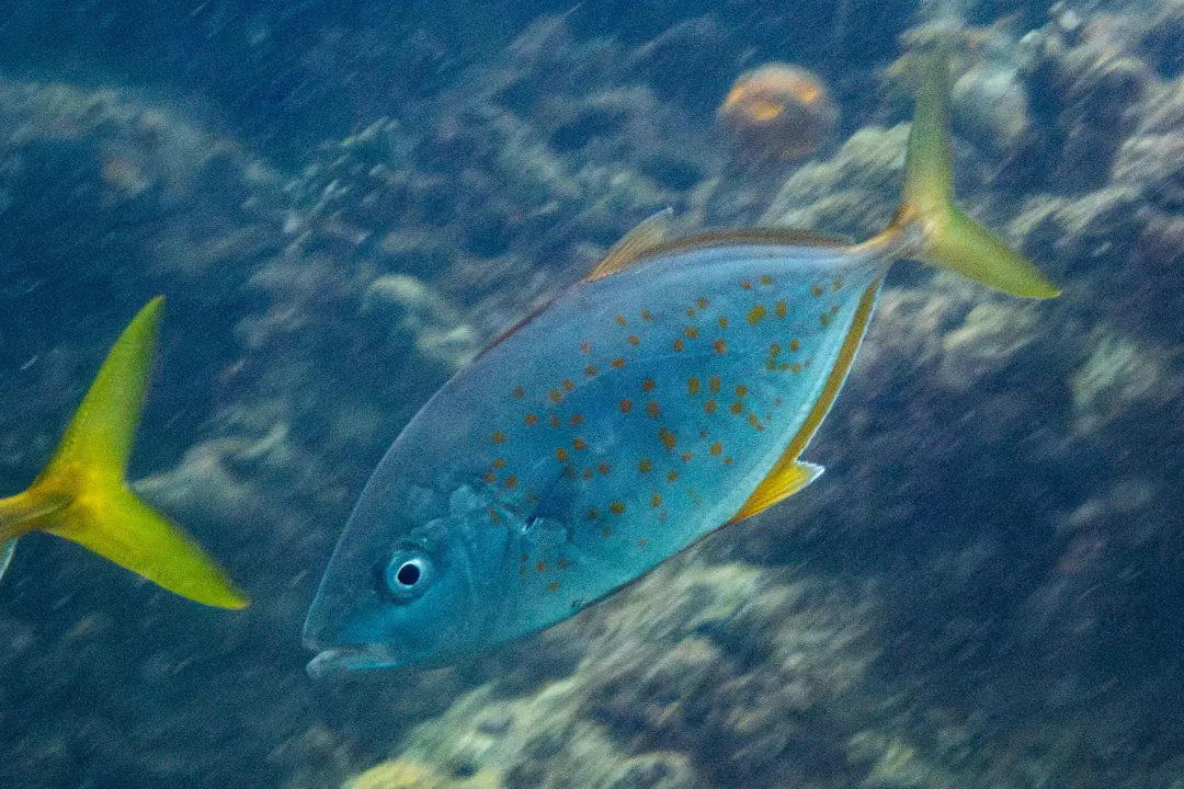 Orange-spotted Trevally (striped) (Carangoides bajad)