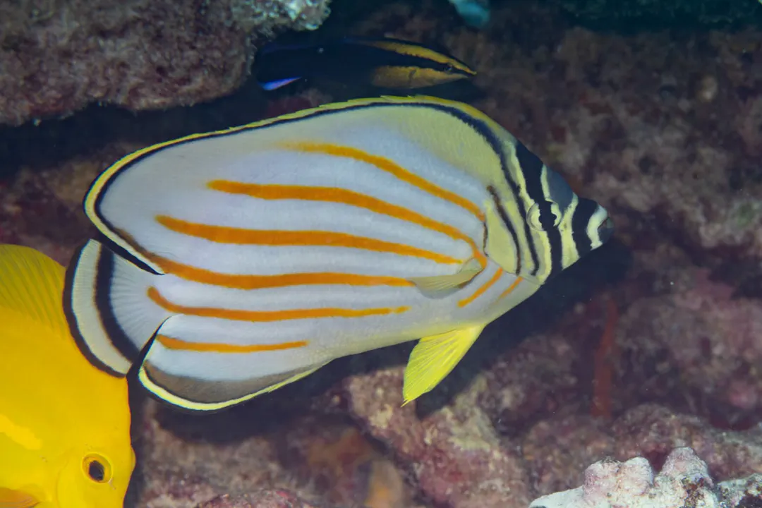 Ornate Butterflyfish (Chaetodon ornatissimus)