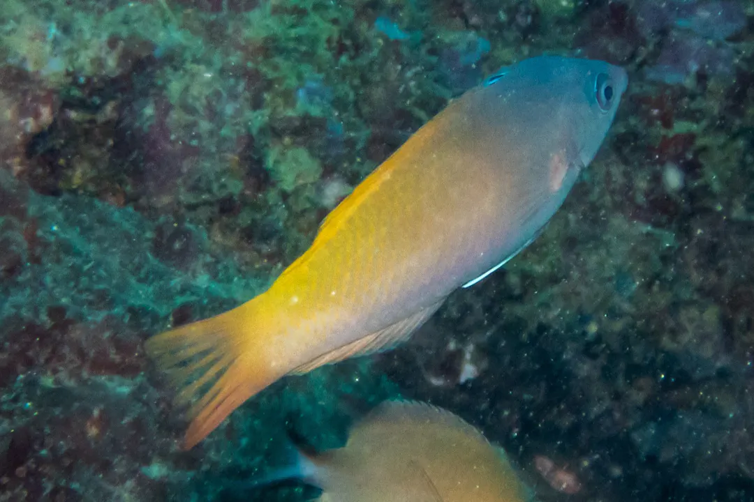 Twotone Wrasse (Halichoeres prosopeion)