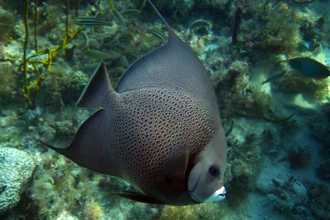Grey Angelfish