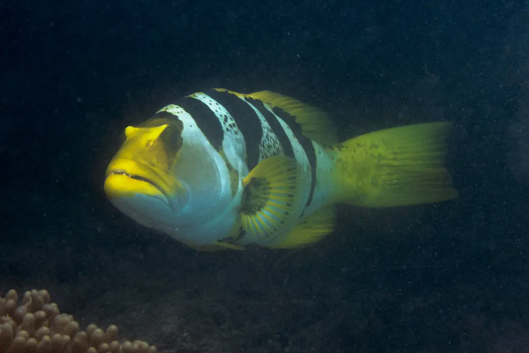 Black Saddle Coral Grouper