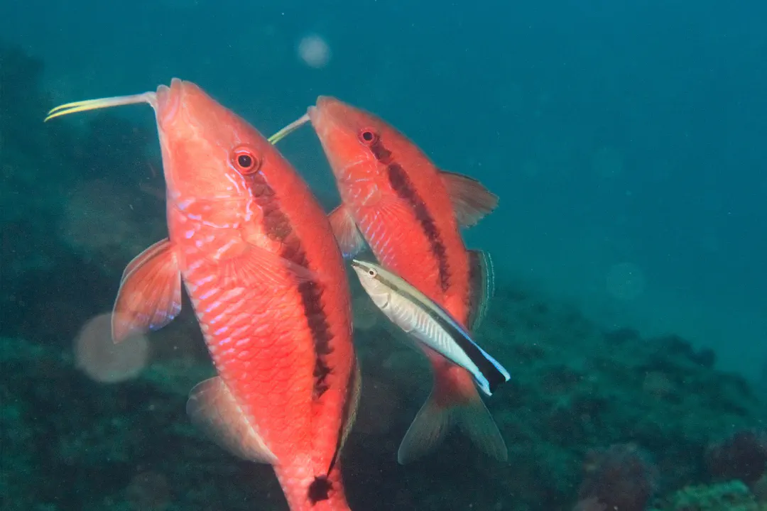 Longbarbel Goatfish (Parupeneus macronemus)