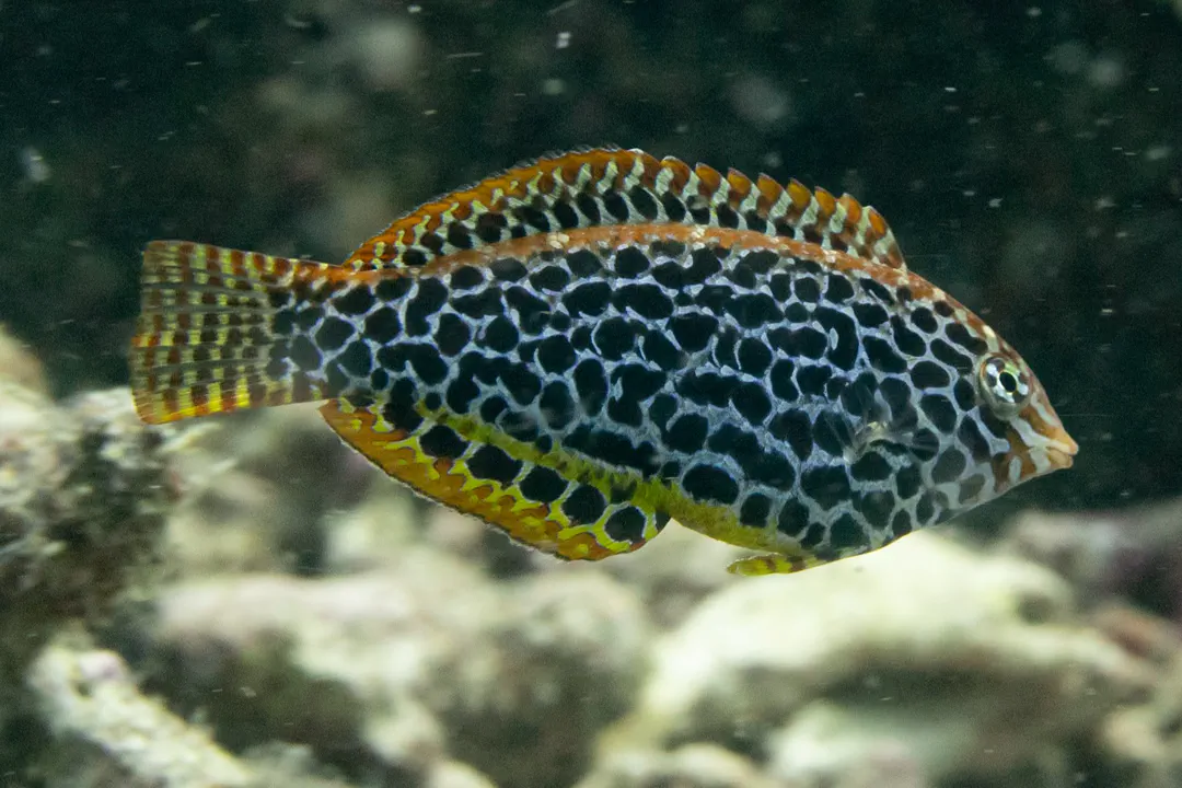 Leopard Wrasse (Macropharyngodon meleagris)