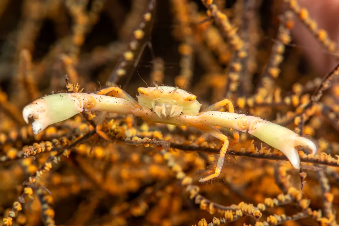 Crowned Coral Crab (Quadrella coronata)