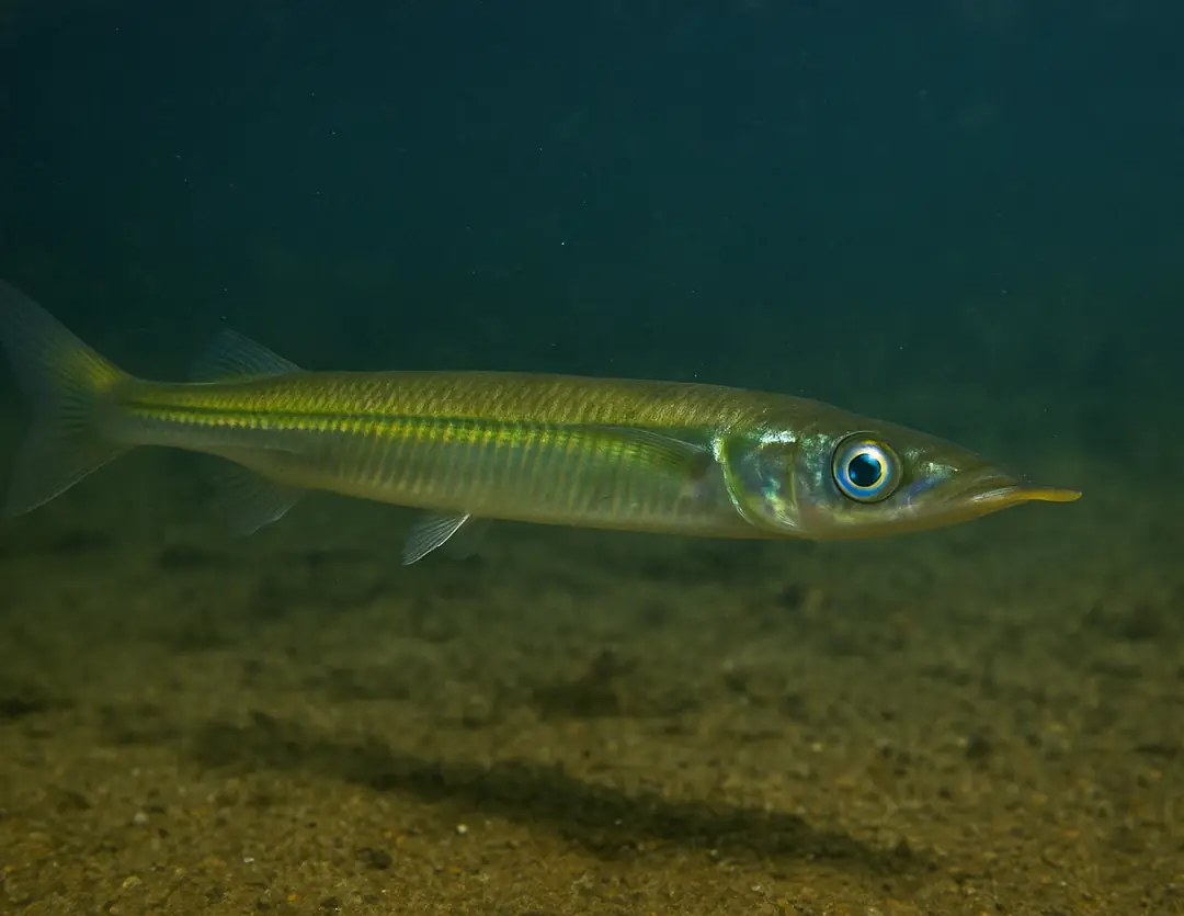 Seabook: Snub-nosed Garfish