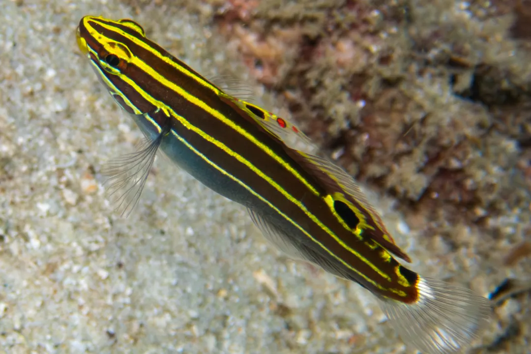 Yellowstripe Goby (Koumansetta hectori)