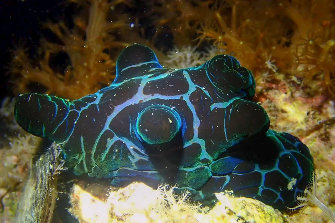 Velutin Snail (black) (Coriocella nigra)