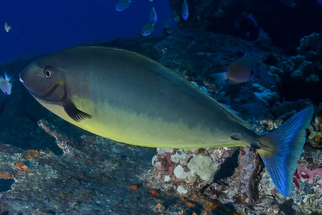 Sleek Unicornfish