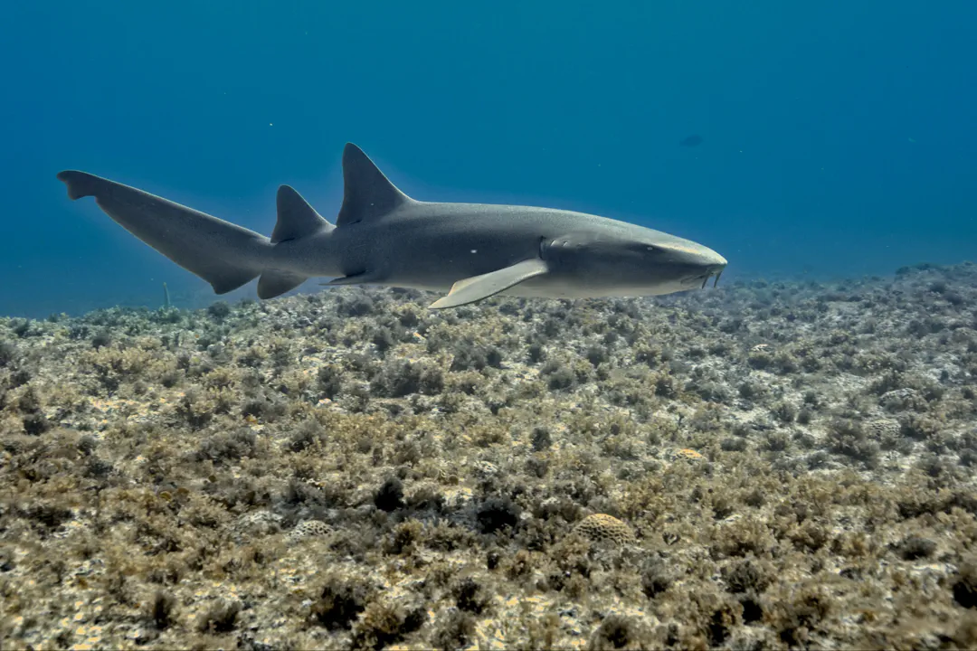 Nurse Shark