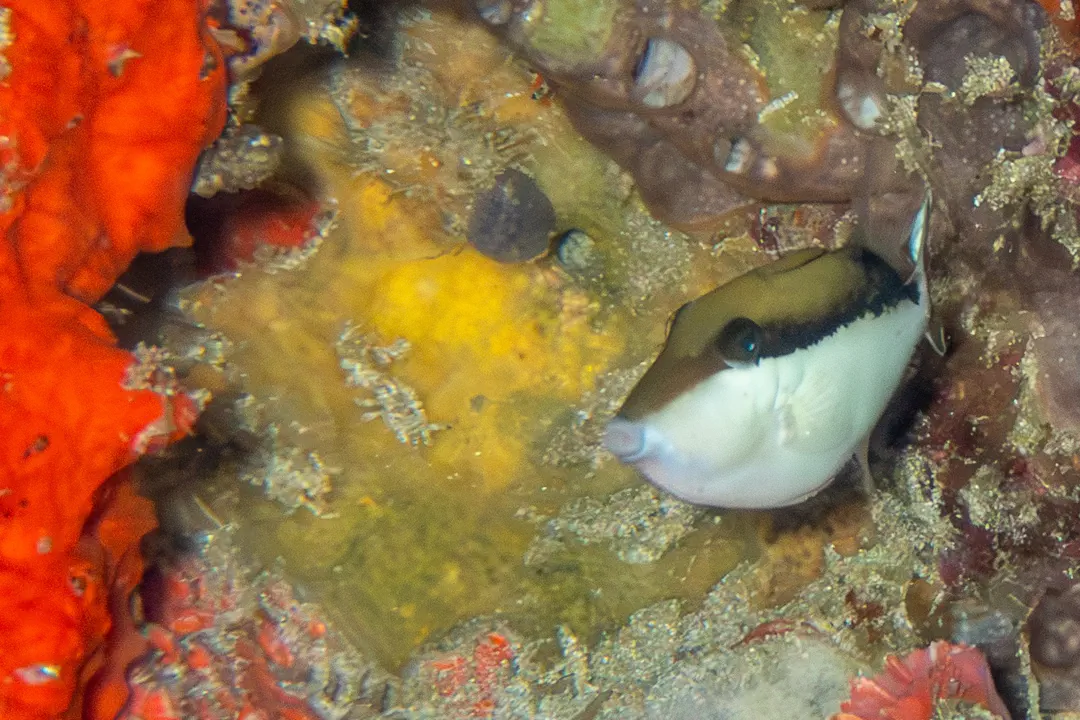 Flagtail Triggerfish (juvenile)
