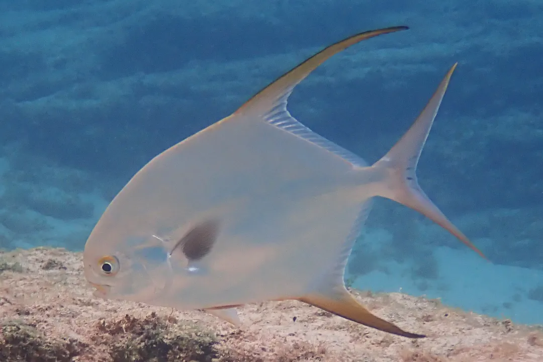 Snubnose Pompano (Trachinotus blochii)
