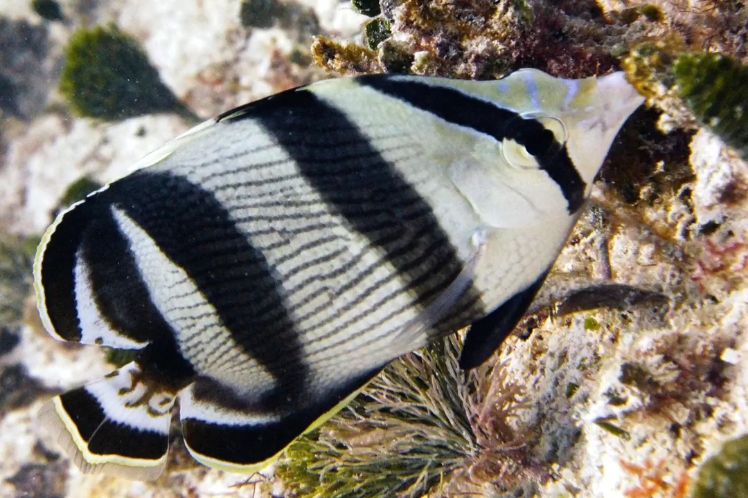 Banded Butterflyfish