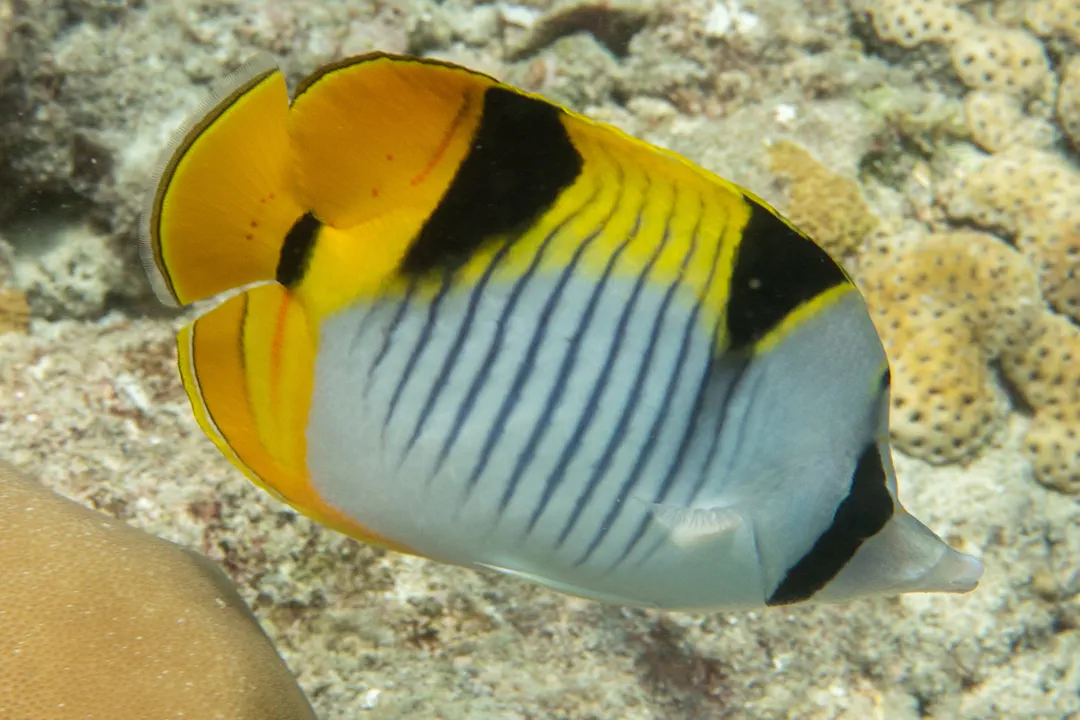 Saddleback Butterflyfish (Chaetodon falcula)