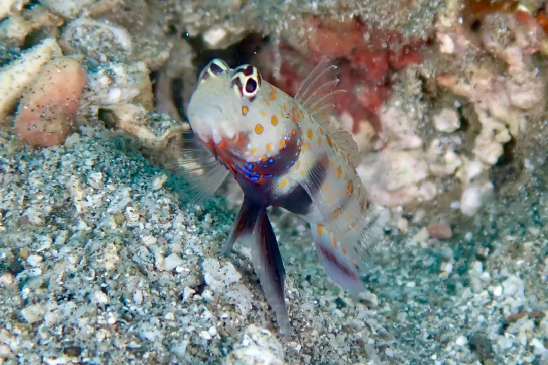Spotted Prawn-goby (Amblyeleotris guttata)