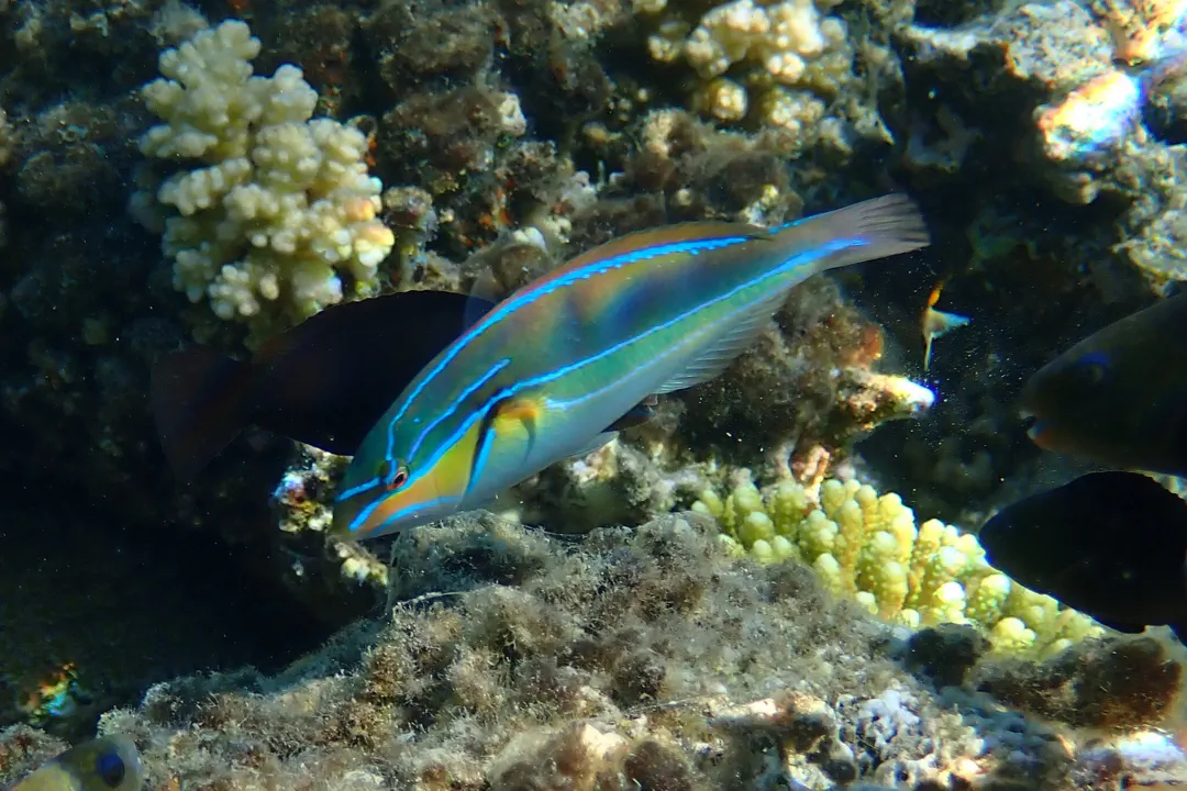 Blueline Wrasse (male)
